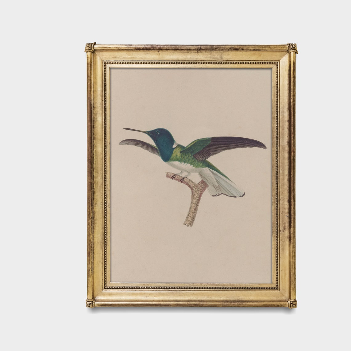 Blue Headed Hummingbird Wings Spread Vintage Bird Study Poster - Image 5