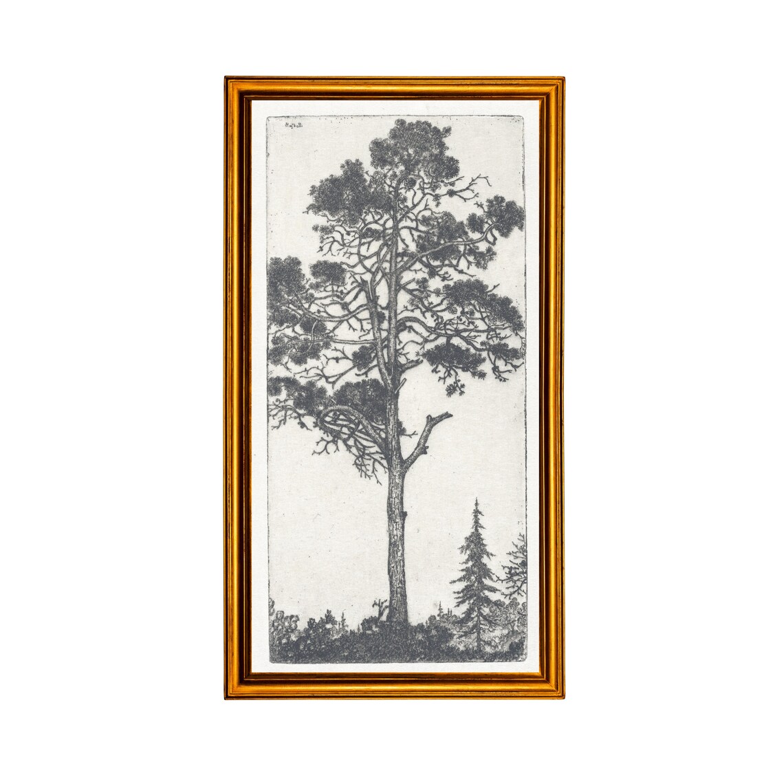 Vintage Pine Tree Drawing, Antique Sketch - Image 3