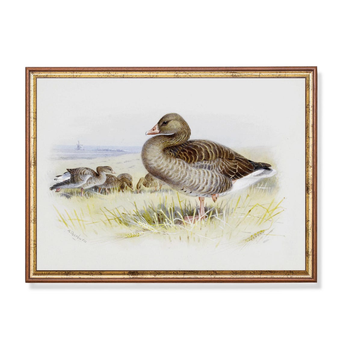Goose With Goslings Grazing In A Green Field Vintage Bird Poster