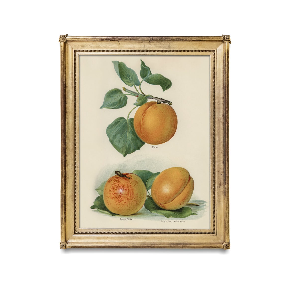 Heirloom Apricot Varieties Royal and Grosse Fiche Botanical Poster - Image 2
