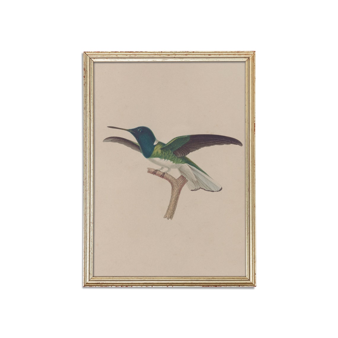 Blue Headed Hummingbird Wings Spread Vintage Bird Study Poster - Image 3