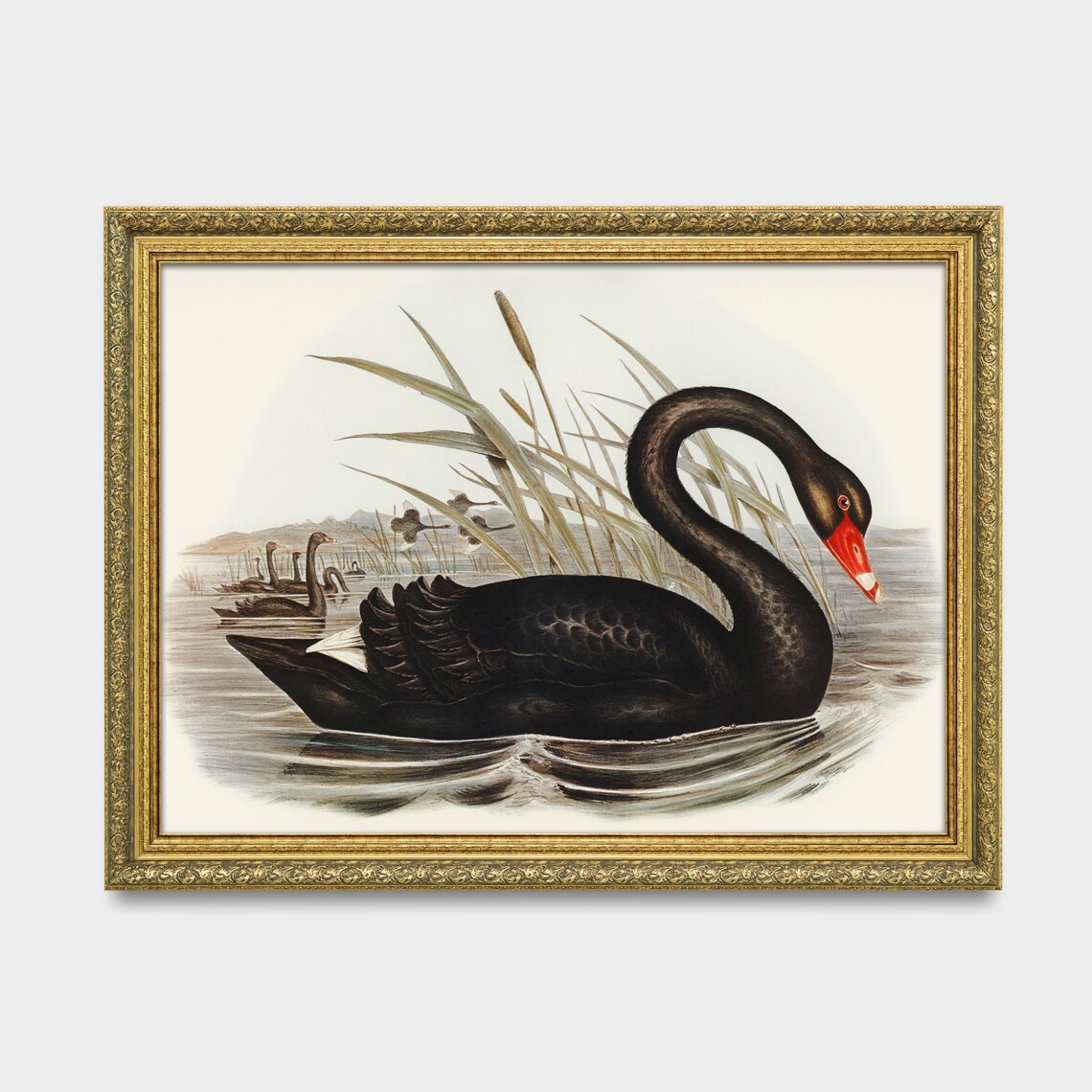 Black Swan with Red Beak Among Reeds Vintage Bird Lithograph Poster - Image 3