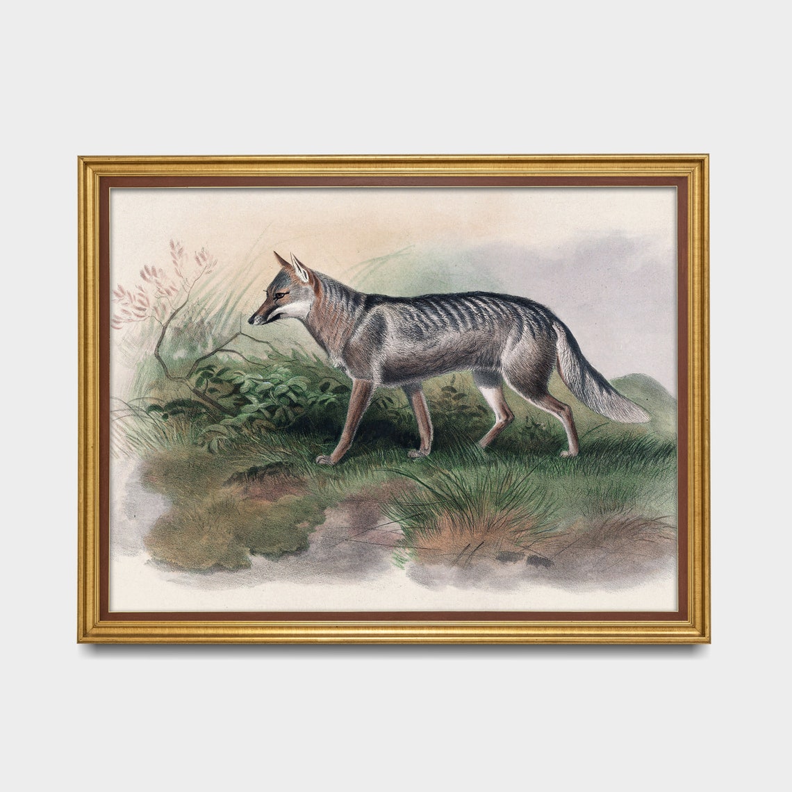 Antique Natural History Study of a Striped Wild Canine Poster - Image 3