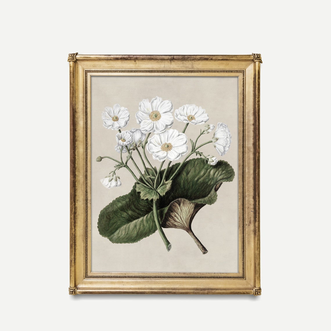 White Mountain Lily Botanical Study Antique Floral Sketch Print - Image 2