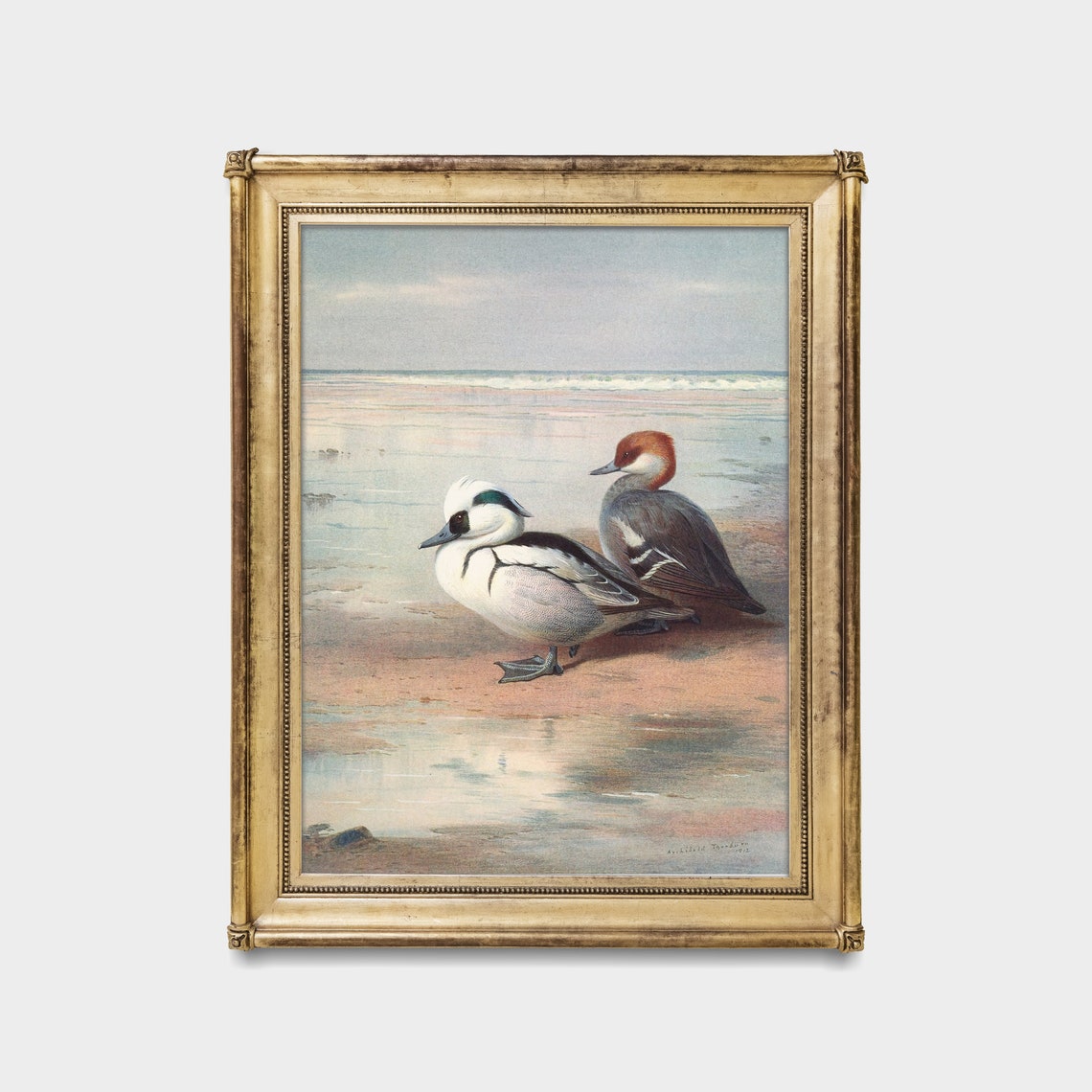 Pair of Smew Ducks Standing at the Waterline on a Beach Poster - Image 5