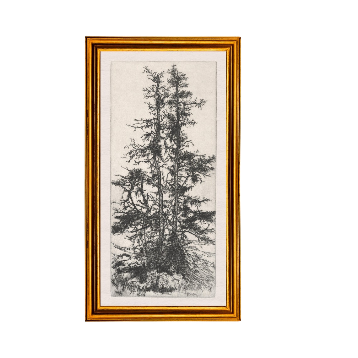 Tall Pines Black and White Etching Antique Tree Study Poster - Image 3