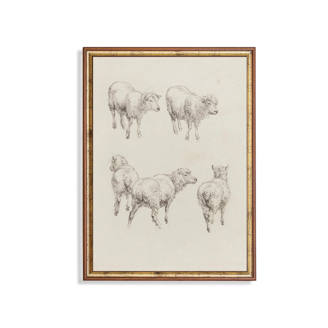 Five Sheep Vintage Pencil Sketch Animal Study Drawing Poster