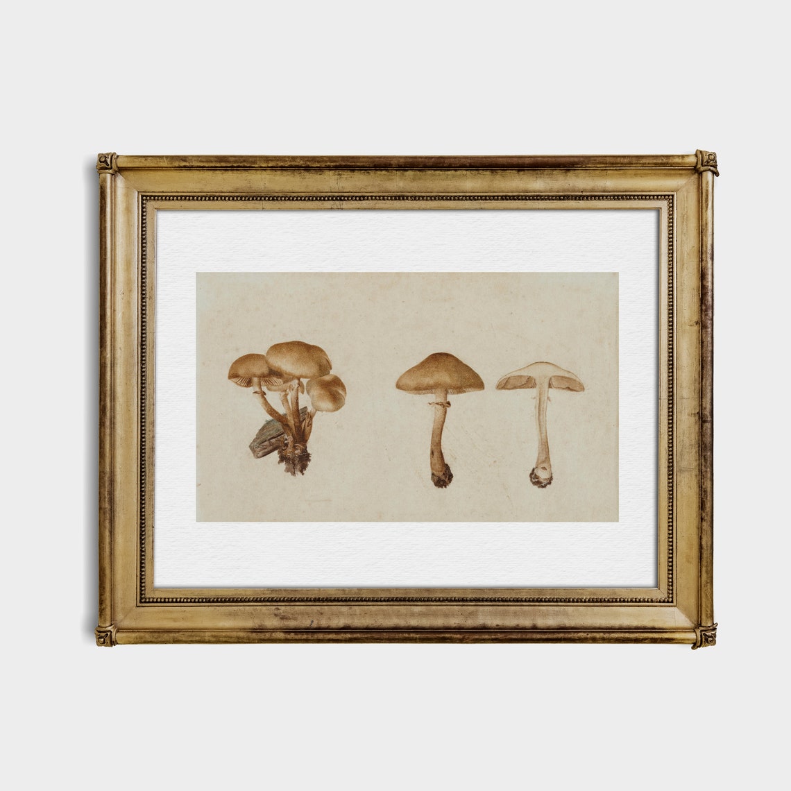 Antique Botanical Study of Brown Mushrooms Watercolor Poster - Image 4