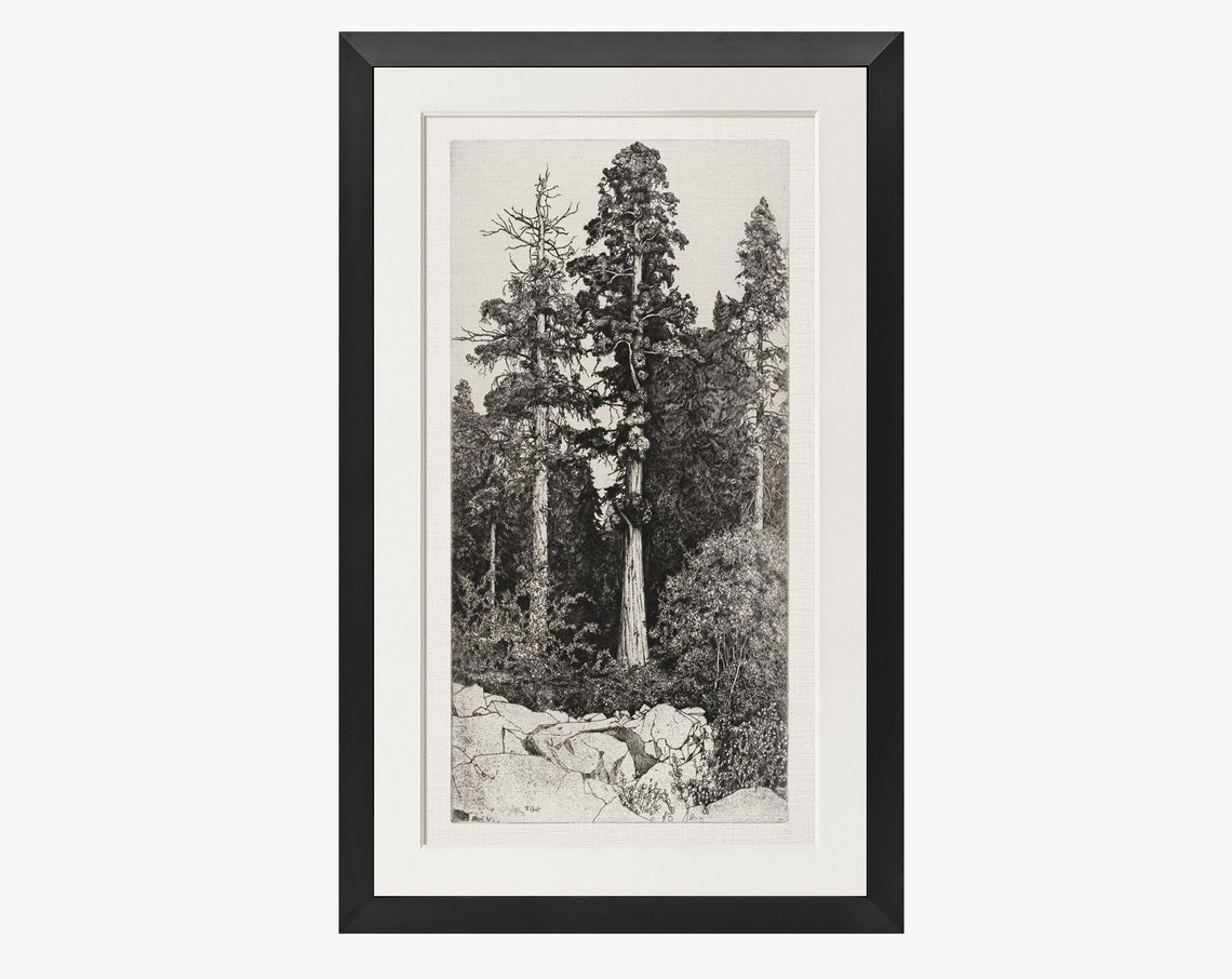 Vintage Redwood Pine Tree Etching Black and White Forest Art Poster