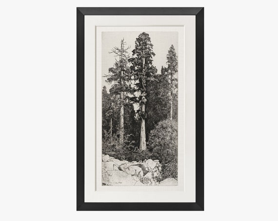 Vintage Tree Etching Print Gold Frame Transitional Wall Art 229