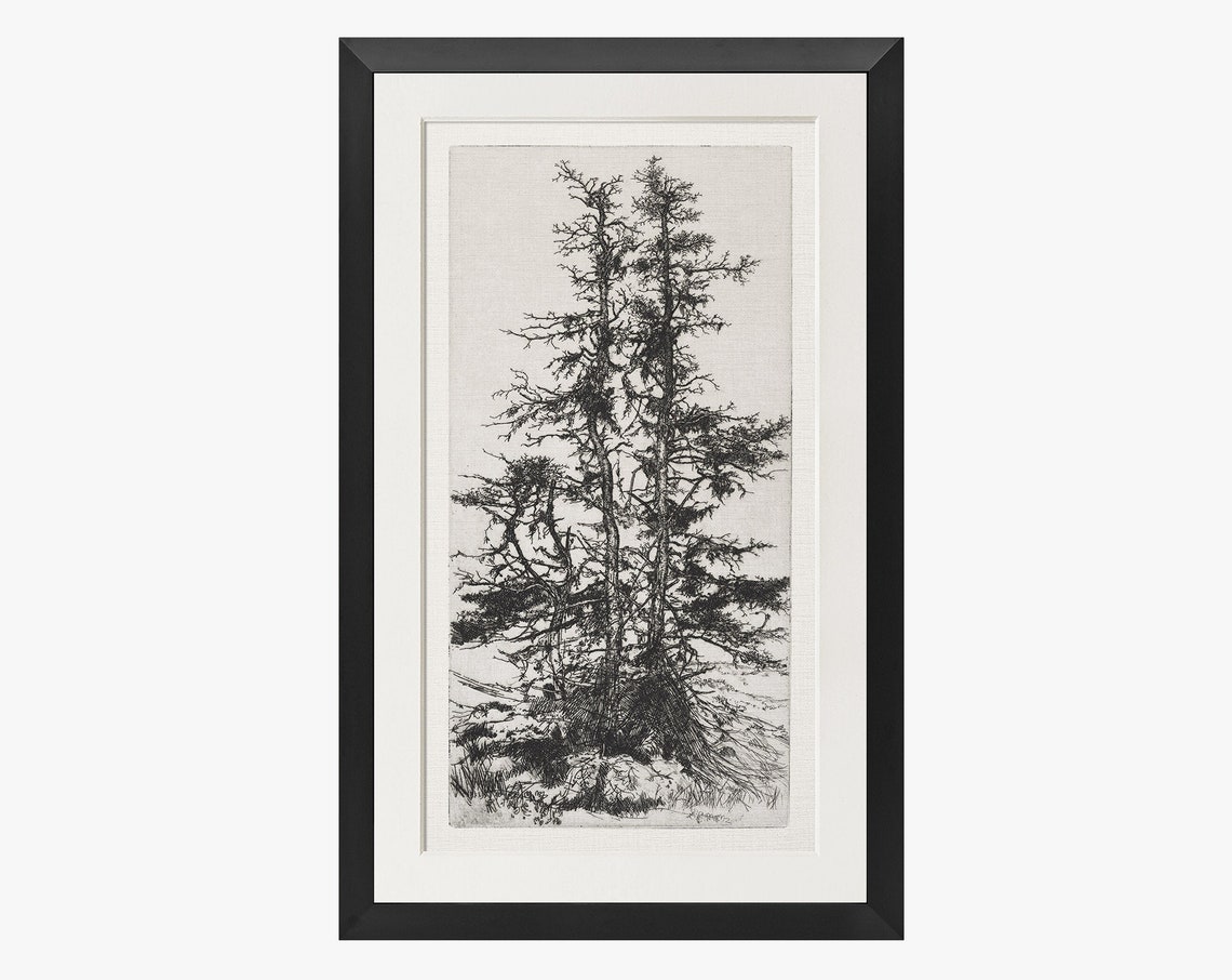 Twin Pine Trees Vintage Etching Black White Woodland Art Poster