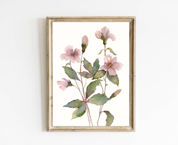 Pink Hellebore Botanical Watercolor Art Print
