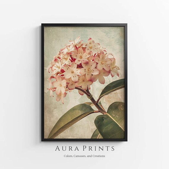 Hoya Obovata Flower Cluster Vintage Botanical Floral Art Poster