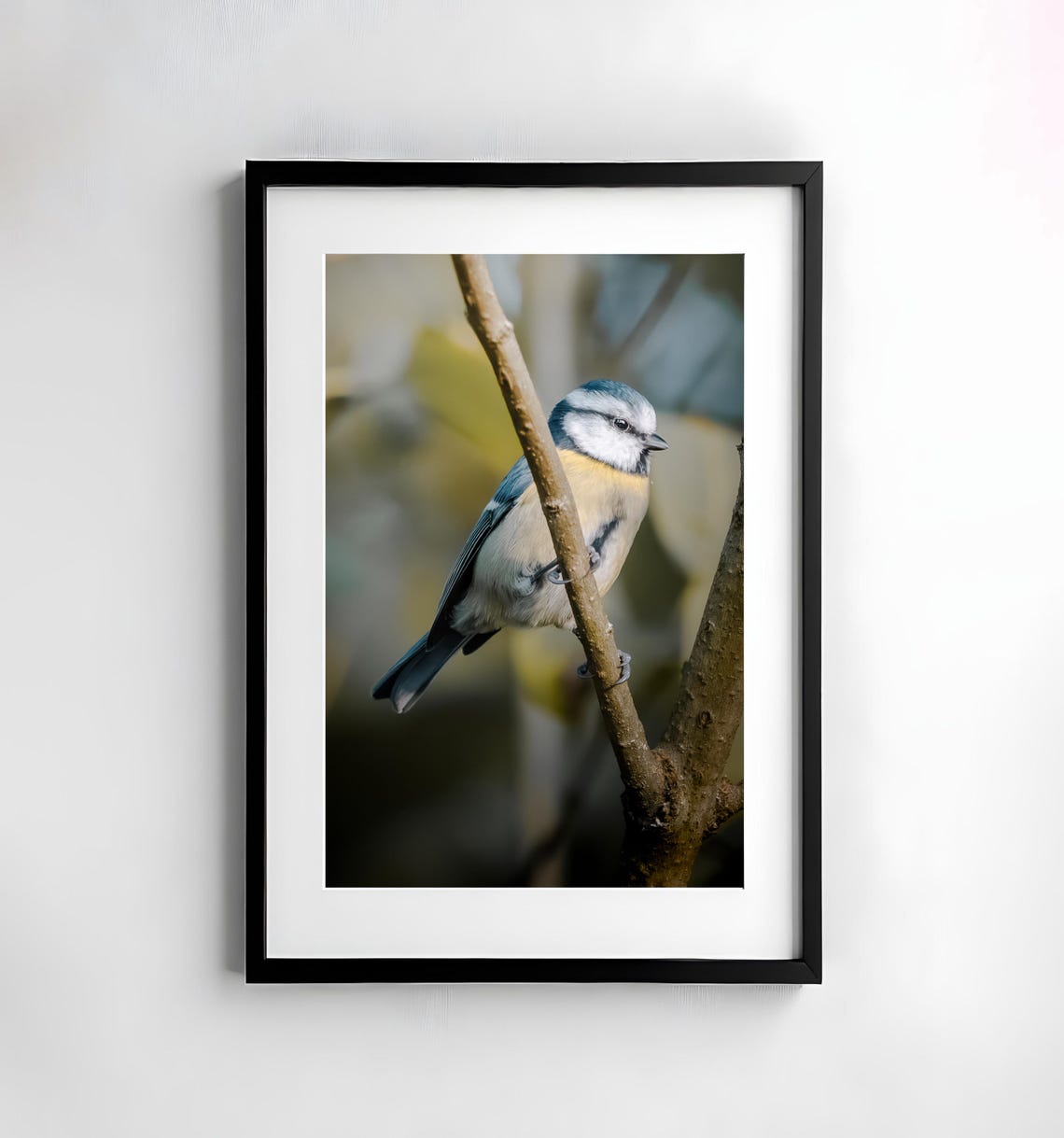 Eurasian Blue Tit Perched on Tree Branch Nature Photography Poster