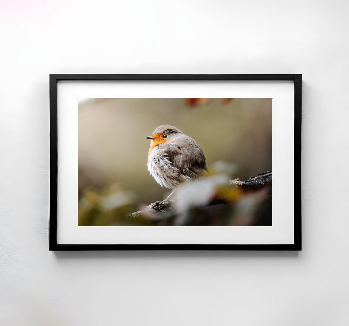 Robin Nature Photography Art Print, Animal Decor