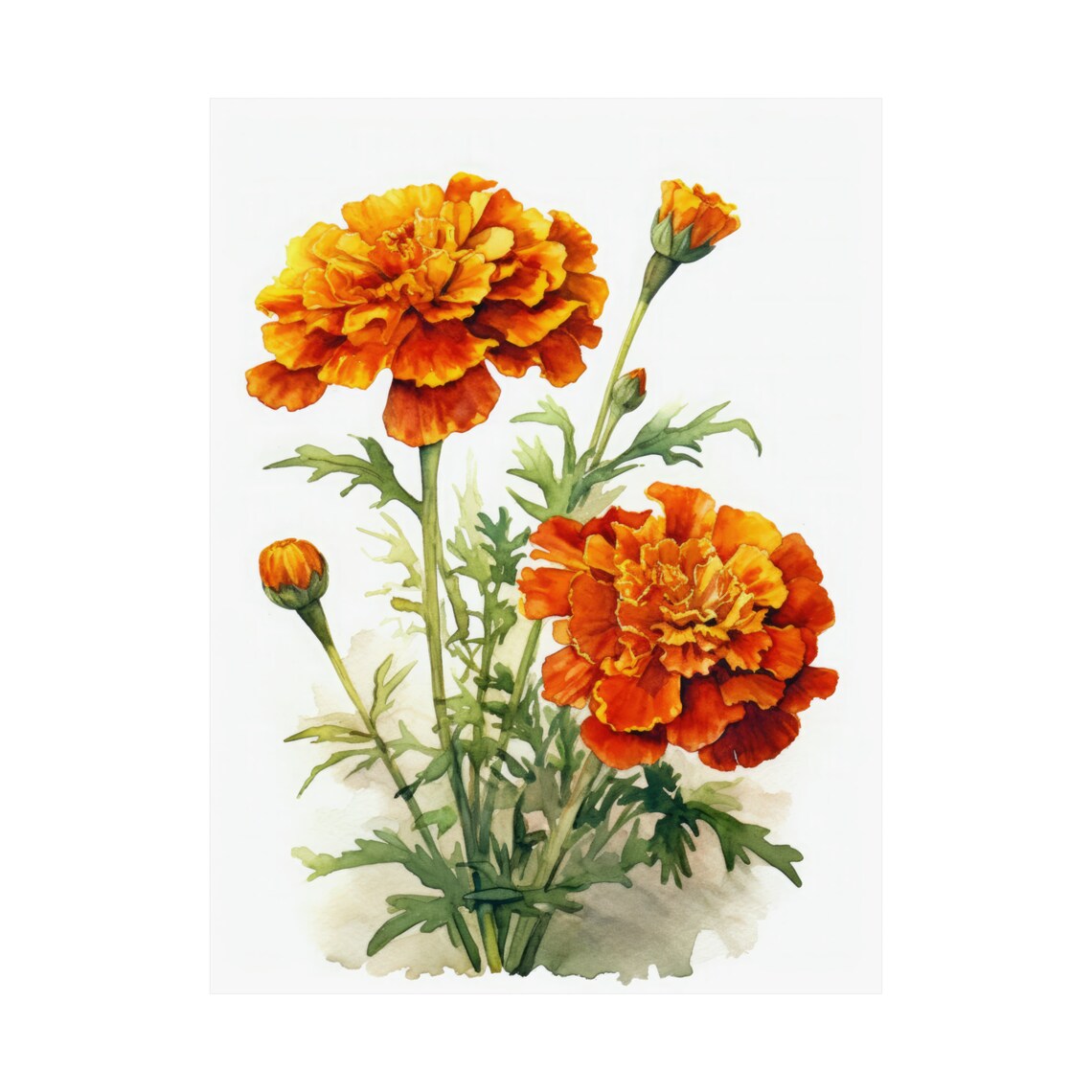 Orange Marigold Blooms Watercolor Botanical Floral Fine Art Poster - Image 4