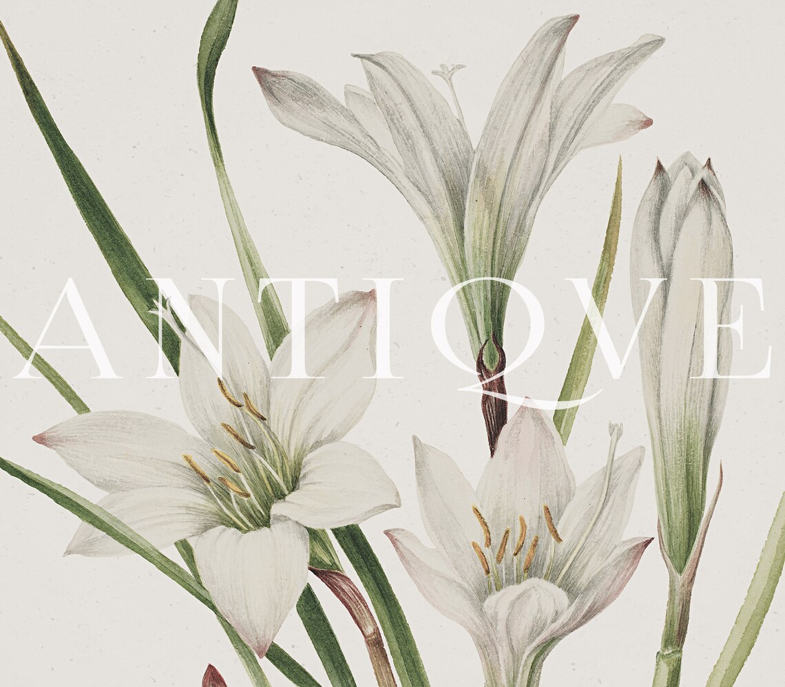 White Lilies Botanical Print, Floral Wall Art - Image 3