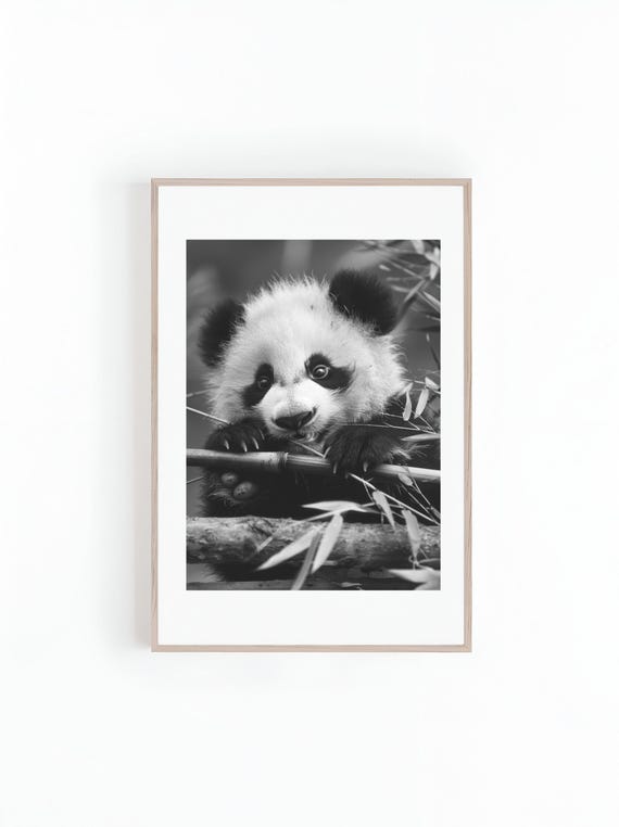 Baby Panda Bear Photograph, Animal Wall Art Print