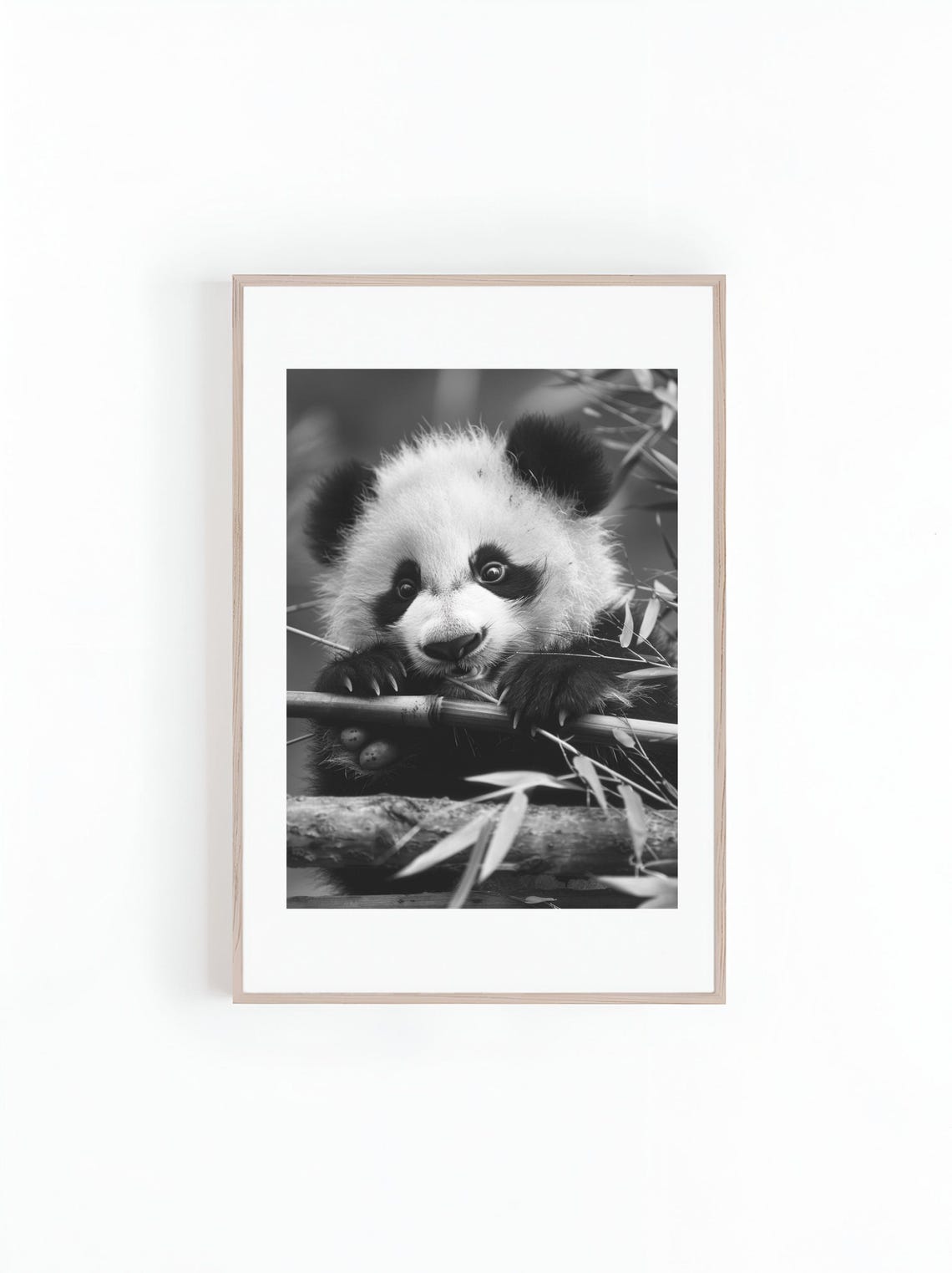 Baby Panda Bear Photograph, Animal Wall Art Print
