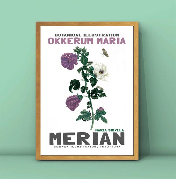Maria Sibylla Merian Okkerum Maria Print Butterflies Painting Vintage Flower Poster Merian Painting Botanical Illustrations