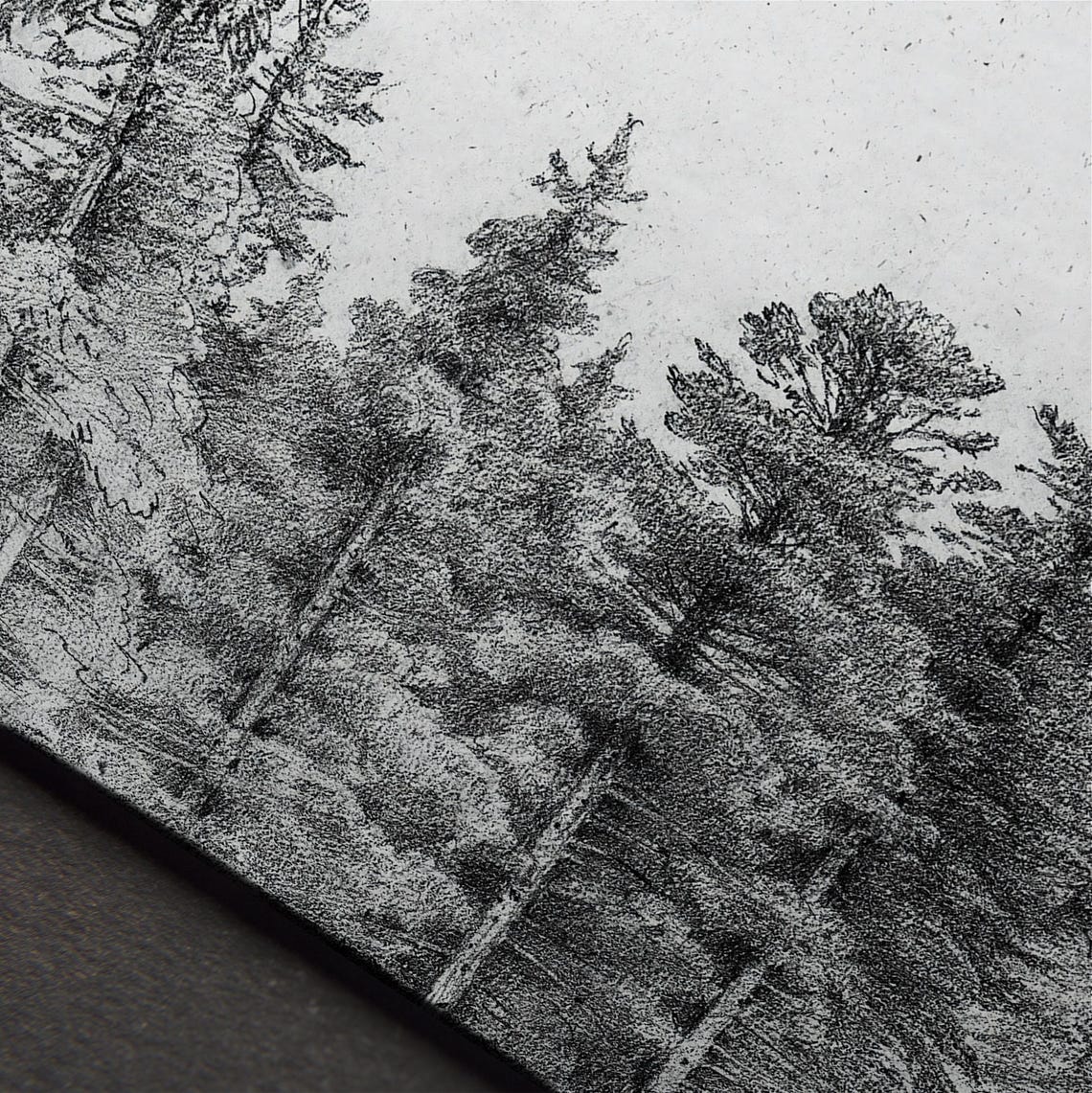 Tall Pine Trees Pencil Sketch Vintage Forest Drawing Art Print - Image 4