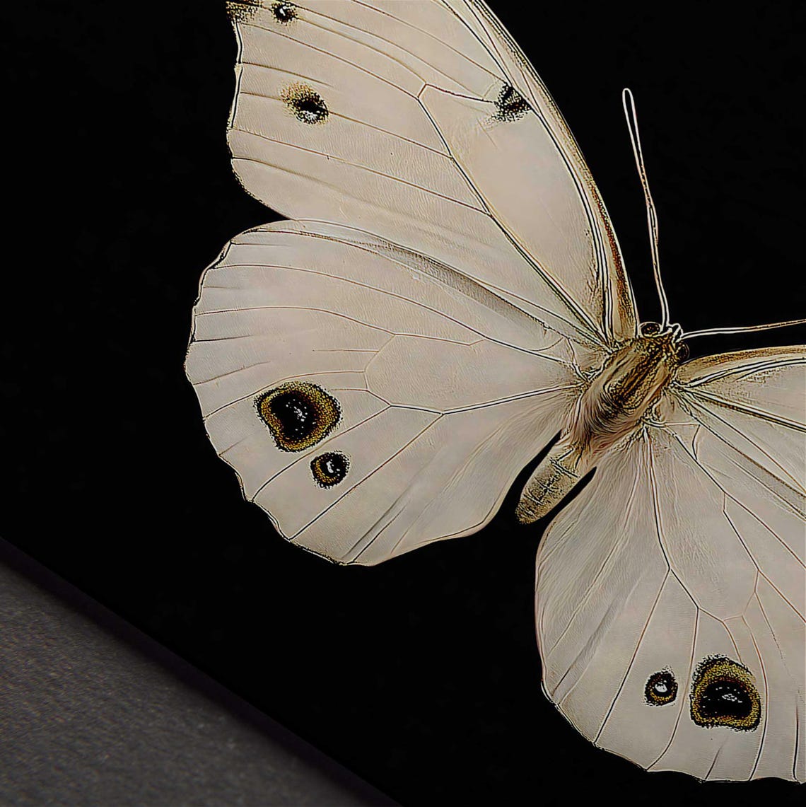 White Butterfly Vintage Insect Study Moody Black Dark Art Print - Image 4