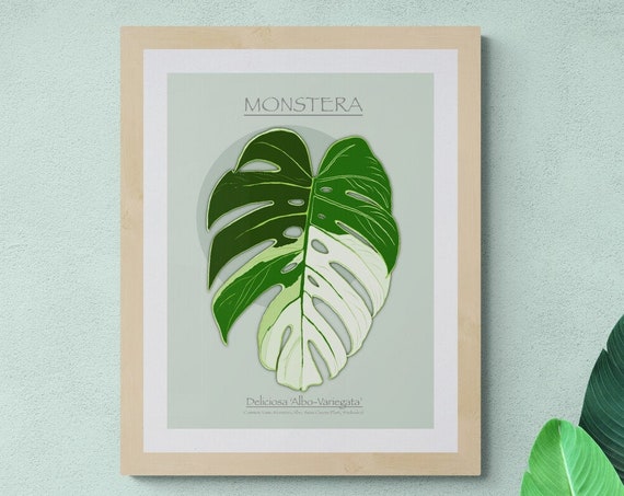 Monstera Albo Variegata Print Botanical Leaf Illustration