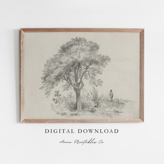 Tree Sketch Vi Antique Tree Drawing For Vintage Rustic Nature Wall Art Farmhouse Decor Fine Art Print