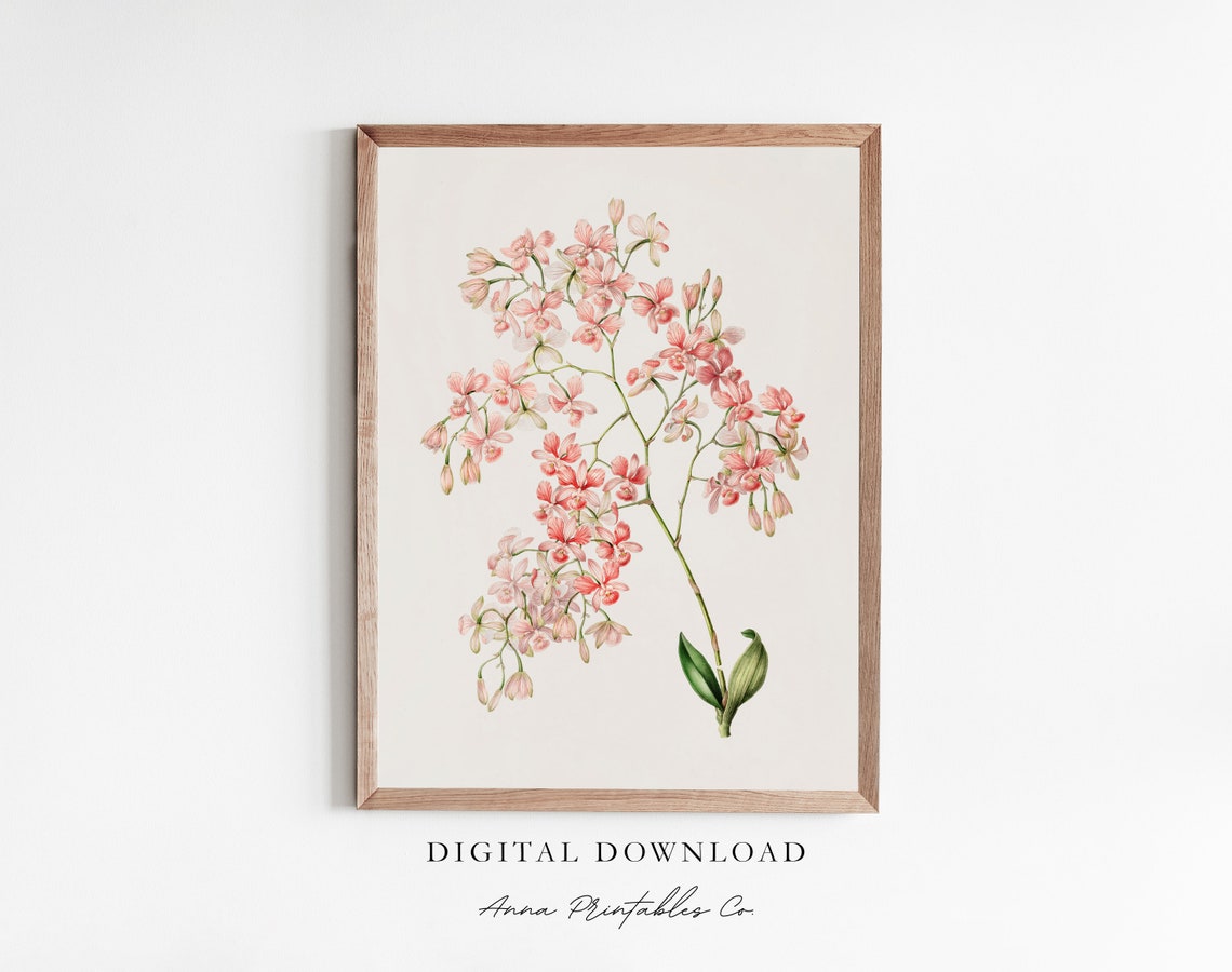 Delicate Pink Orchid Branch Vintage Botanical Illustration Wall Art