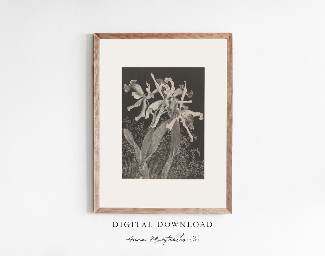 Orchid Black and White Engraving Vintage Botanical Decor Poster