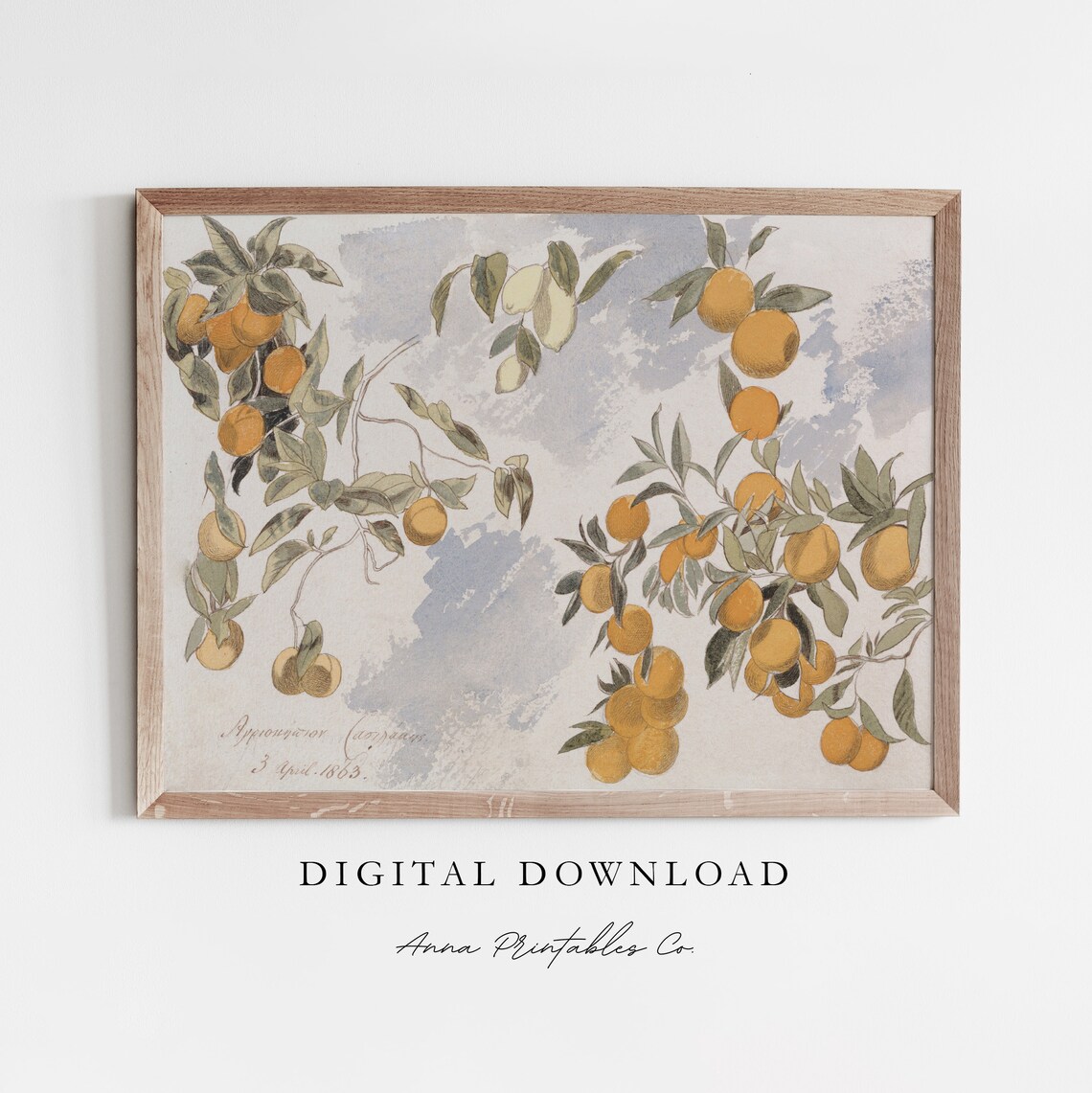 Citrus Branch Watercolor with Oranges and Lemons Dated 1863 Print