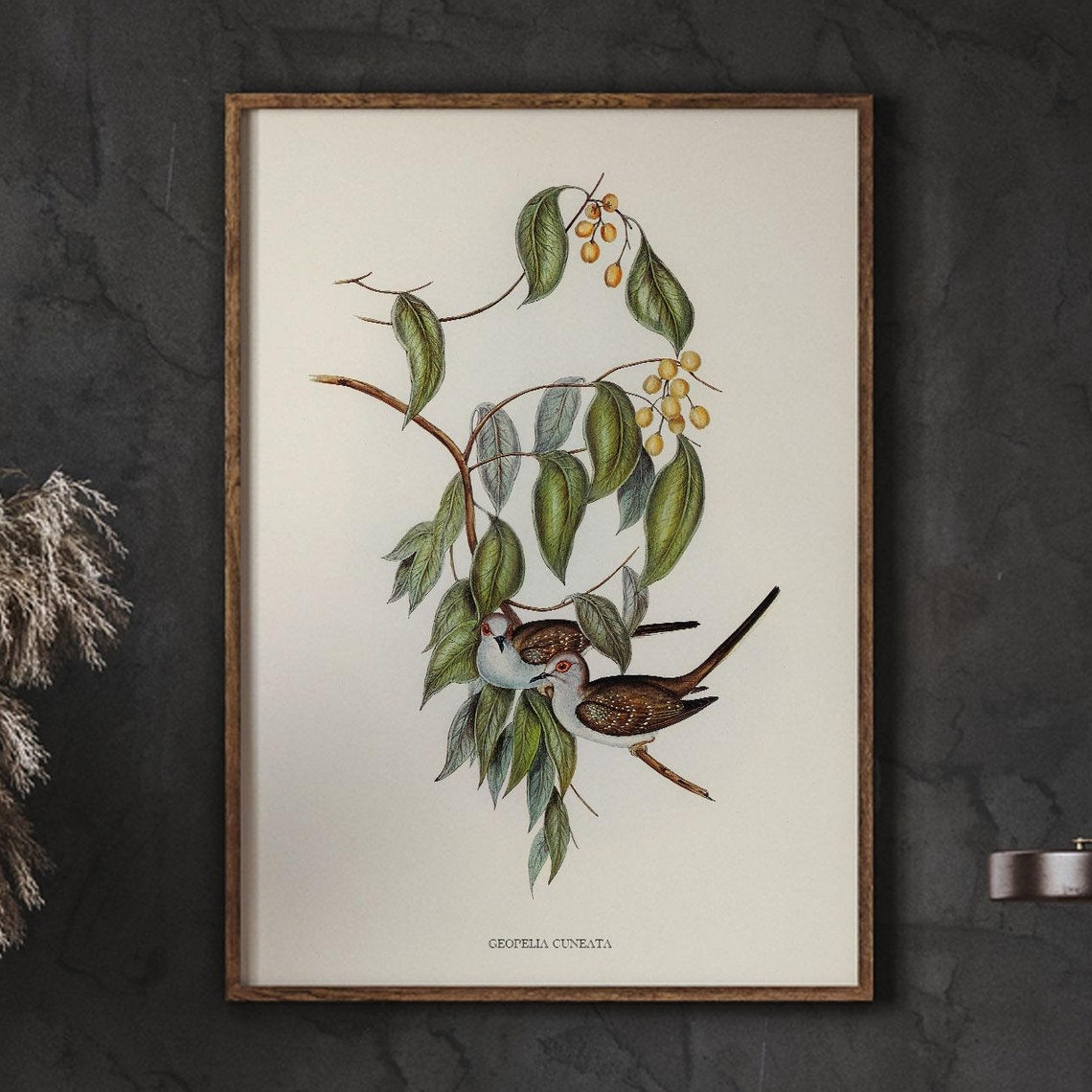 Diamond Dove Pair Vintage Natural History Bird Illustration Poster