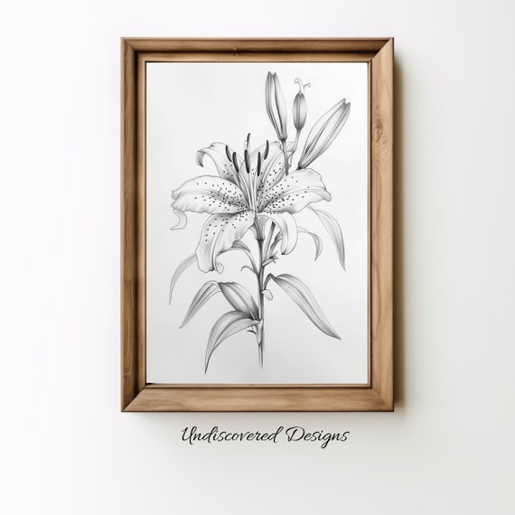 Lily Botanical Sketch Art Printout Wall Prints Print Vintage Pencil Drawing