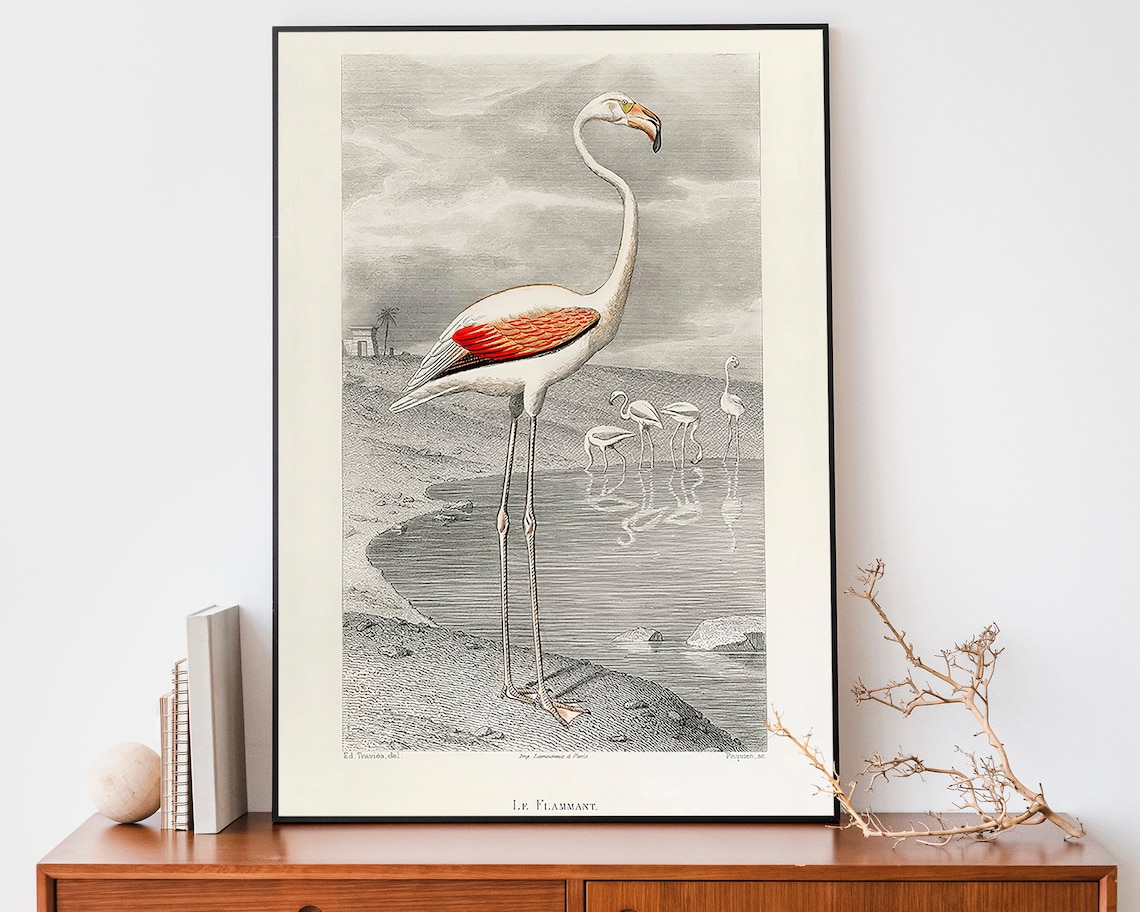 Antique Flamingo Bird Illustration Vintage Natural History Art Poster