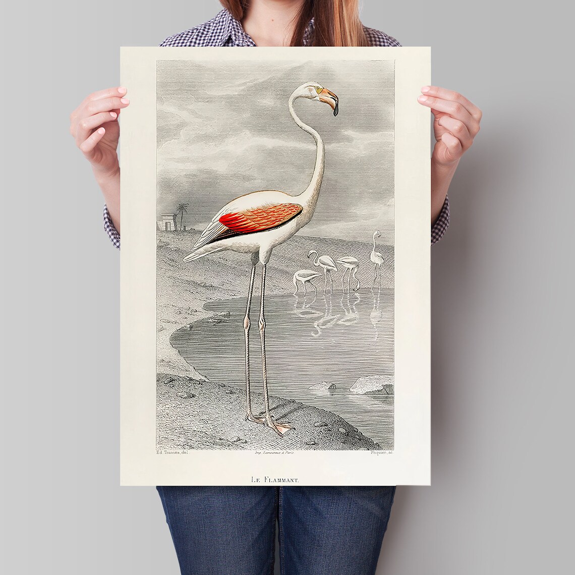 Antique Flamingo Bird Illustration Vintage Natural History Art Poster - Image 4