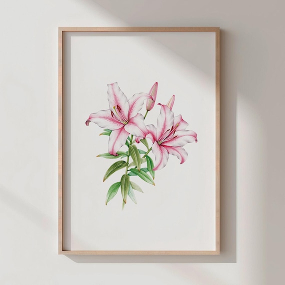 Pink Lily Watercolor Botanical Flower Illustration Elegant Wall Art