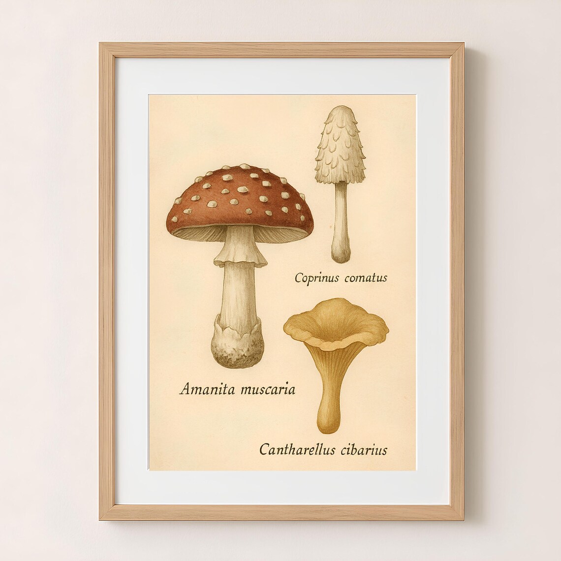 Vintage Amanita Mushroom Trio Botanical Illustration Chart Poster