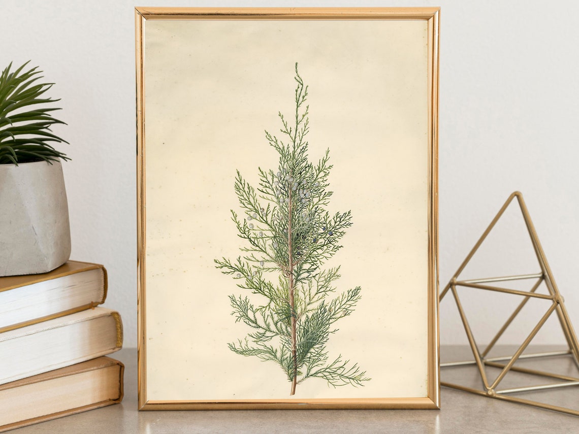 Vintage Cypress Sprig Botanical Study Cream Herbarium Art Poster - Image 7
