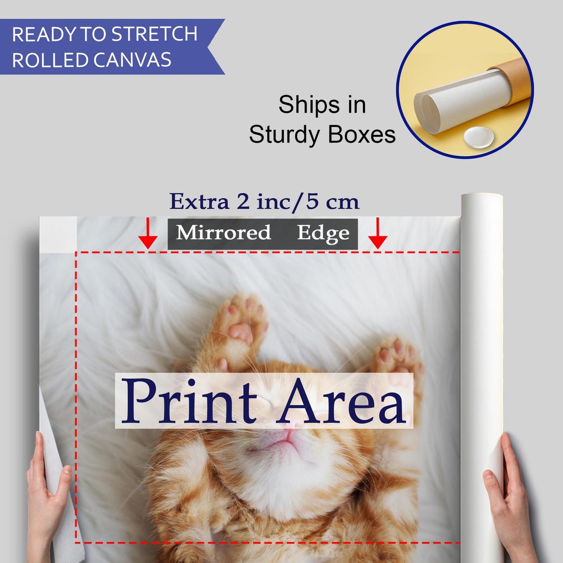 Ginger Kitten Lying On Back Paws Up White Fur Cute Cat Photo Poster - Image 4