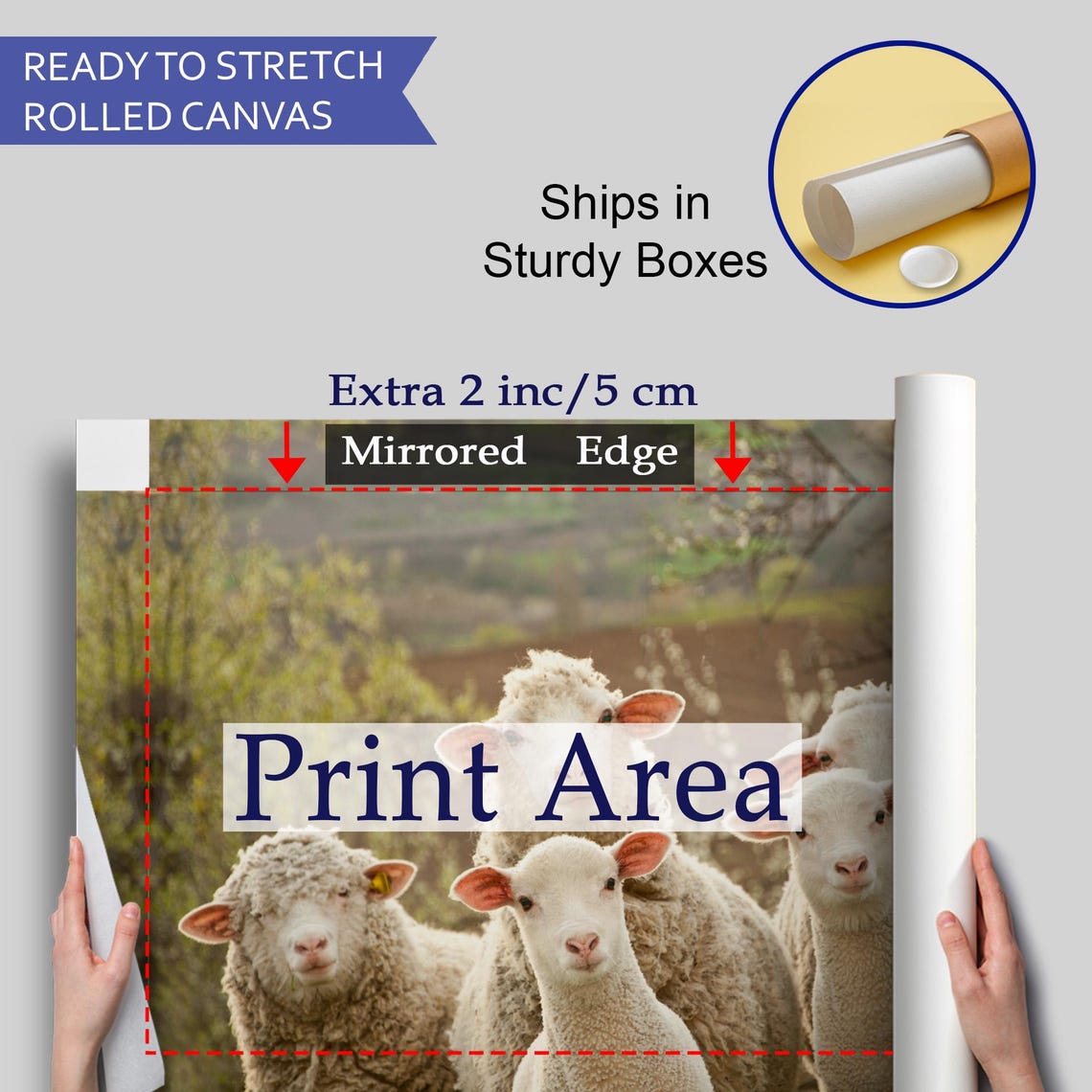 Flock Of Sheep And Lambs Looking At Camera Spring Pasture Photo Poster - Image 4