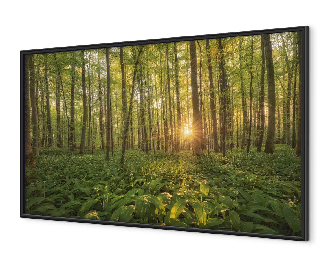 Sunrise Beech Forest Sunbeams Wild Garlic Spring Woodland Poster - Image 4