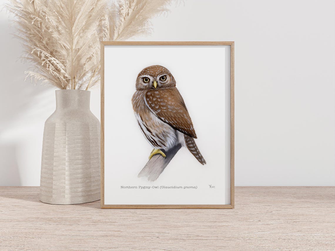 Northern Pygmy Owl Perched on a Branch Watercolor Bird Art Poster - Image 2