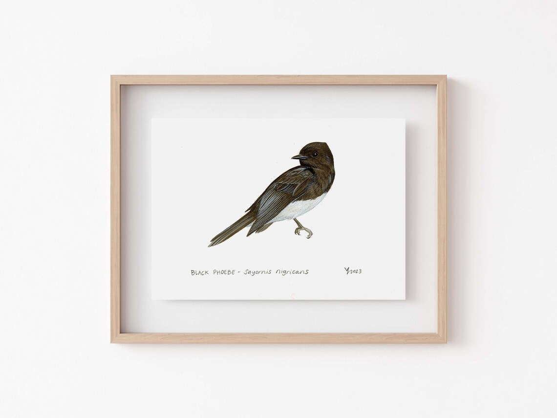 Black Phoebe Art Print, Bird Watching Wildlife Decor