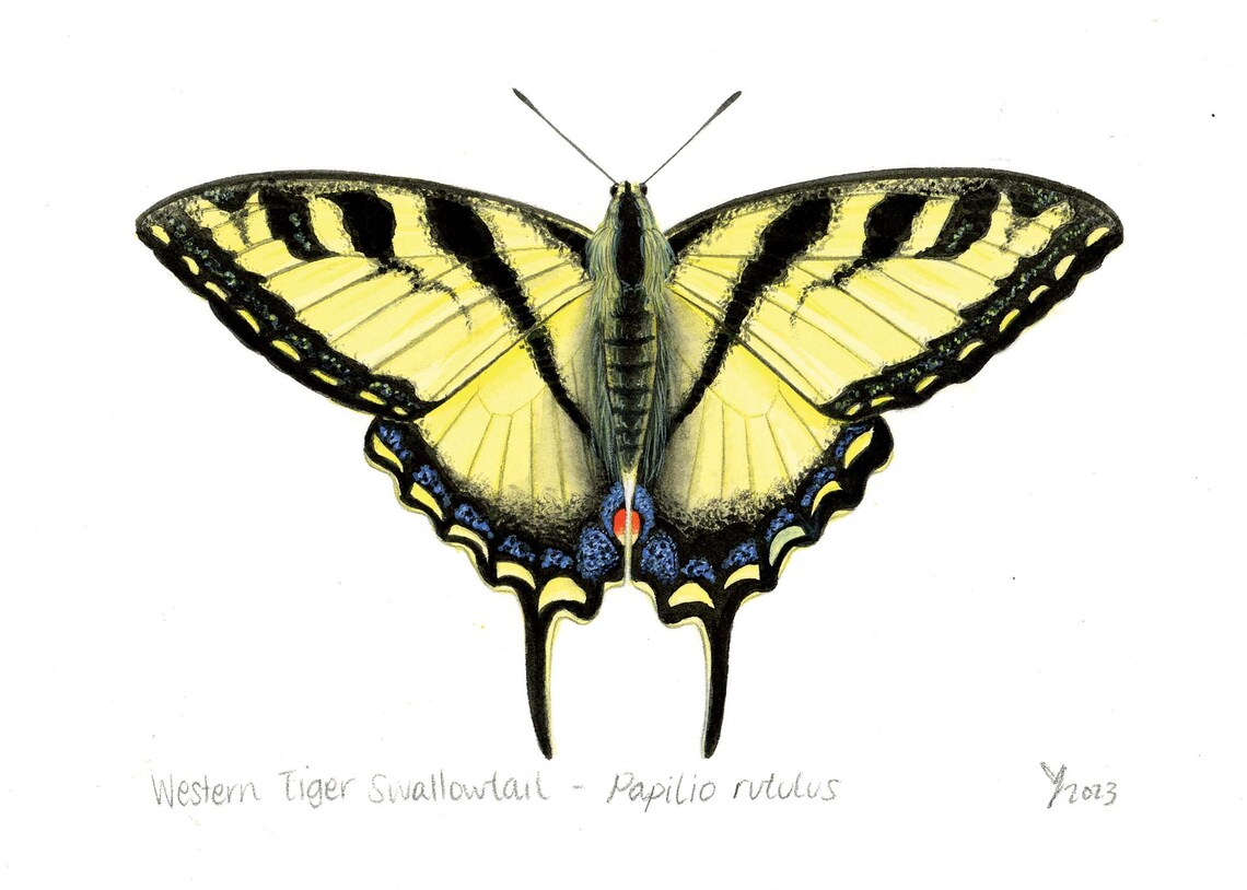 Western Tiger Swallowtail Butterfly Art Print - Image 2