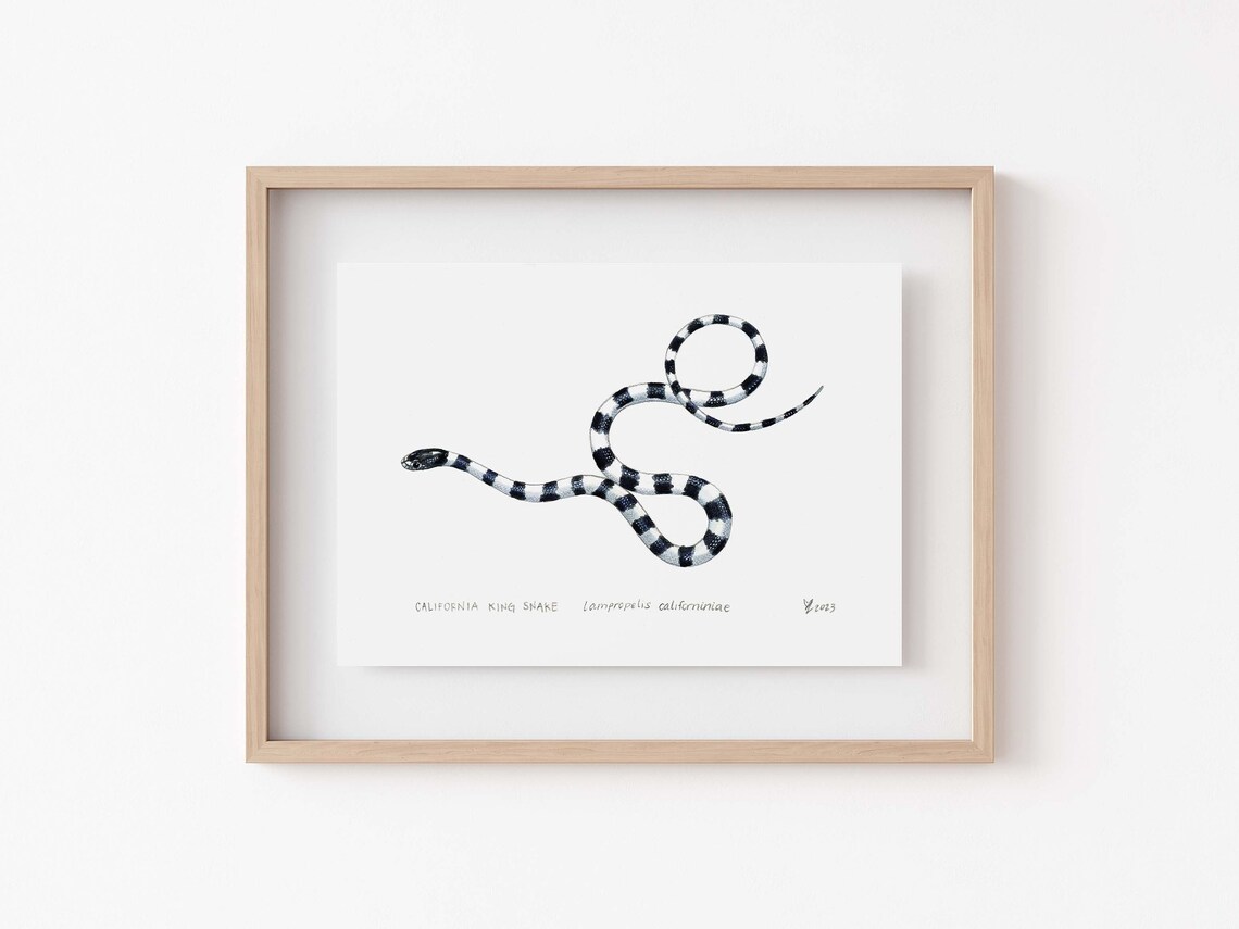 California King Snake Art Print, Herpetology Decor