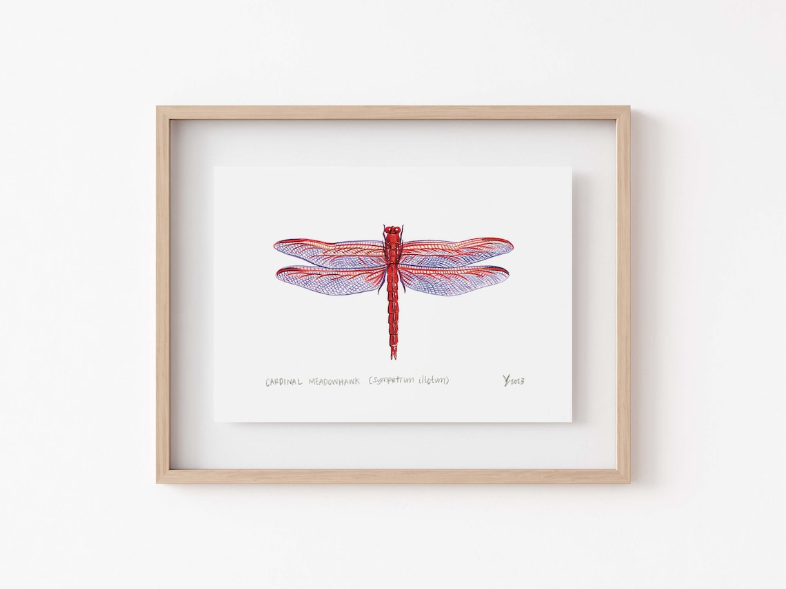 Red Cardinal Meadowhawk Scientific Illustration Art Print