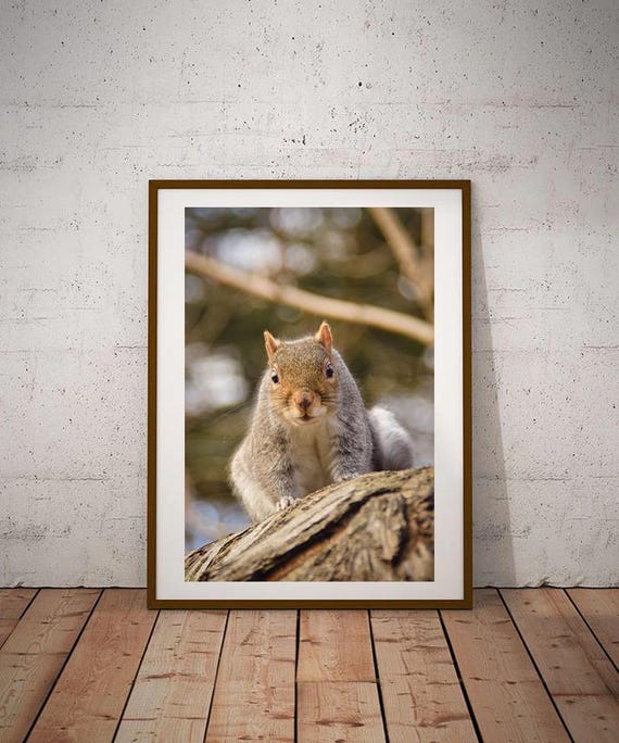 Squirrel Portrait Landscape Photography Wall Art Gift Northumberland Newcastle North East England