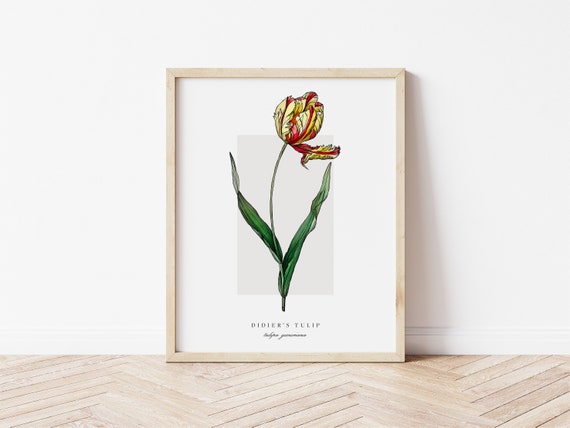 Didier's Tulip Botanical Outline, Vintage Watercolor Art Print
