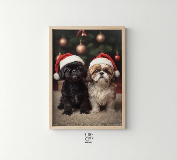 Two Shih Tzus In Santa Hats Christmas Portrait Cute Holiday Dog Poster