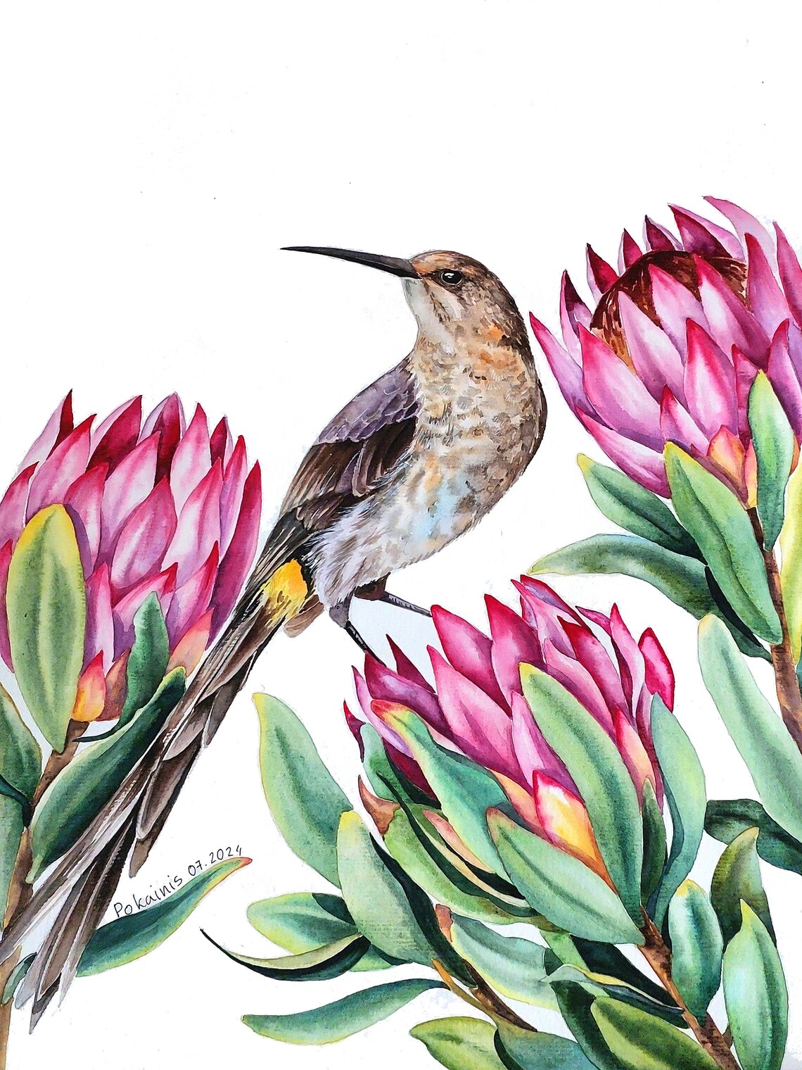 Long Billed Exotic Bird Among Pink Protea Blooms Watercolor Poster
